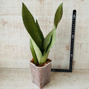 おしゃれ　観葉植物　根が見える鉢　サンスベリア　シルバーキング　ベラボン植え　インテリア　多肉植物　植木鉢