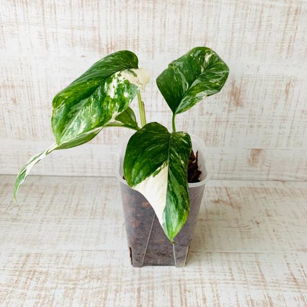 おしゃれ　観葉植物　根が見える鉢　モンステラ　レクレリアナ斑入り　ベラボン植え　インテリア　多肉植物...