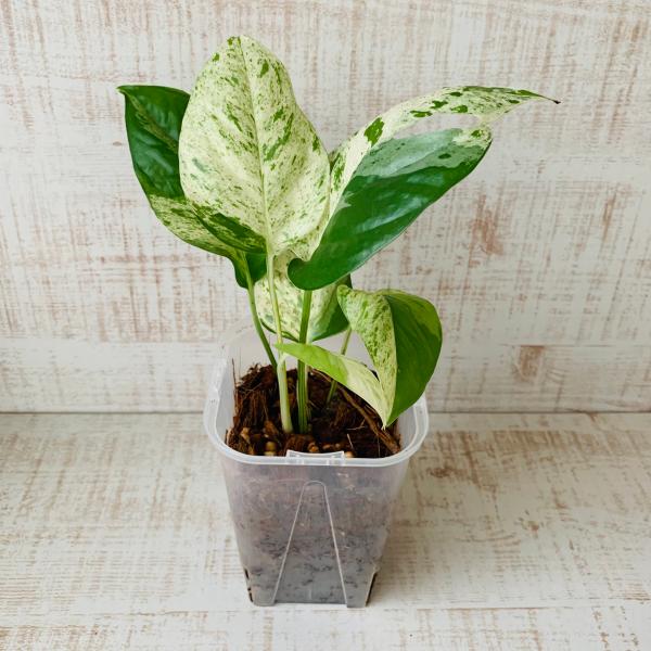 おしゃれ　観葉植物　根が見える鉢　モンステラ　エピプレナム　マーブルコンパクタ　斑入り　ベラボン植え...