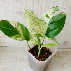 おしゃれ 観葉植物 根が見える鉢 モンステラ ...の詳細画像1