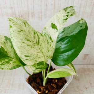 おしゃれ 観葉植物 根が見える鉢 モンステラ ...の詳細画像2