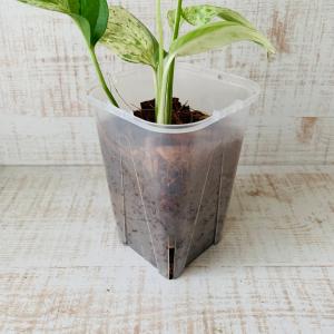 おしゃれ 観葉植物 根が見える鉢 モンステラ ...の詳細画像3