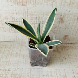 おしゃれ 観葉植物 根が見える鉢 アガベ アメリ...の商品画像