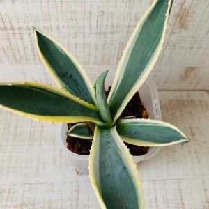 おしゃれ 観葉植物 根が見える鉢 アガベ アメ...の詳細画像2