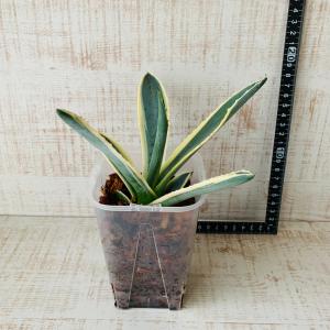 おしゃれ 観葉植物 根が見える鉢 アガベ アメ...の詳細画像4