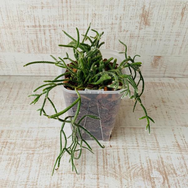 おしゃれ　観葉植物　根が見える鉢　リプサリス　ピロカルパ　ベラボン植え　インテリア　多肉植物　植木鉢
