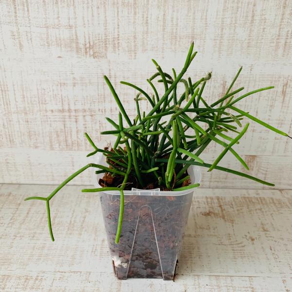 おしゃれ　観葉植物　根が見える鉢　リプサリス　クラバータ　ベラボン植え　インテリア　多肉植物　植木鉢