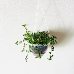 フィカスシャングリラ　つる性ガジュマル　ネガミエル　ハンキング　ベラボン植え　インテリア　おしゃれ　観葉植物　吊るす　植木鉢