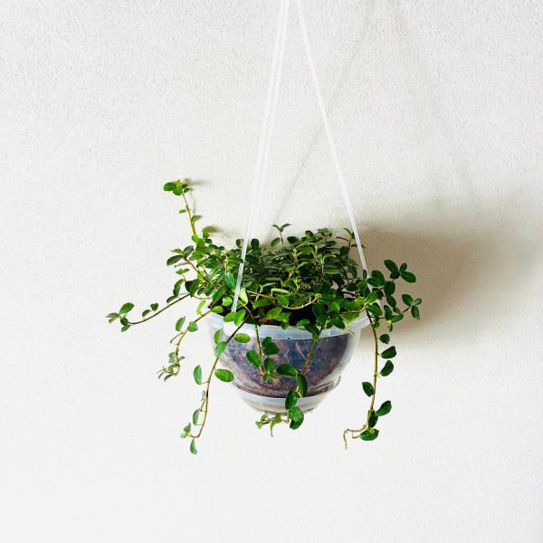 フィカスシャングリラ　つる性ガジュマル　ネガミエル　ハンキング　ベラボン植え　インテリア　おしゃれ　...