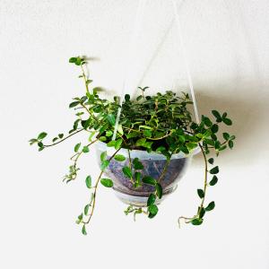 フィカスシャングリラ つる性ガジュマル ネガミ...の詳細画像1