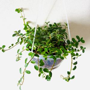 フィカスシャングリラ つる性ガジュマル ネガミ...の詳細画像2