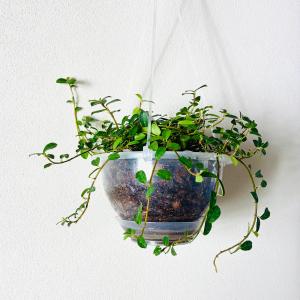 フィカスシャングリラ つる性ガジュマル ネガミ...の詳細画像3