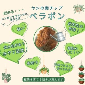 フィカスシャングリラ つる性ガジュマル ネガミ...の詳細画像4