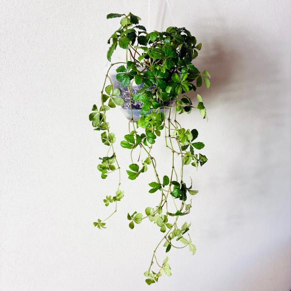 シュガーバイン　ネガミエル　ハンキング　ベラボン植え　インテリア　おしゃれ　観葉植物　吊るす　植木鉢