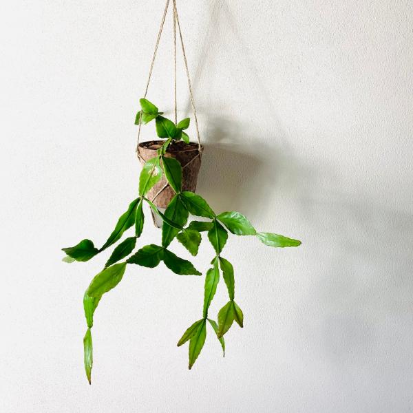 おしゃれ　観葉植物　吊り下げ　リプサリス　エレプティカ　ハンキングアロマ鉢　4号　受け皿キャップ付き...
