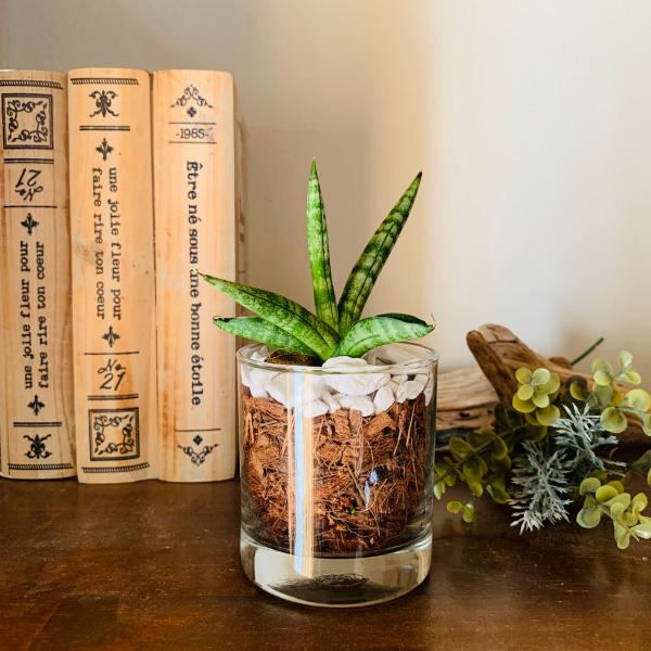 サンスベリア　ボンセレンシス　ヤシの実チップ植え　ベラボン植え　　ロックグラス　観葉植物　多肉植物　...