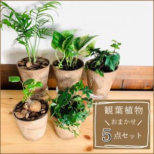 観葉植物　おしゃれ　ガジュマル　ポトス　アイビー　テーブルヤシ　シュガーバイン　5点セット　木の香りがする鉢　3号　