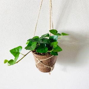 おしゃれ 観葉植物：リプサリス プニセオディスカス*5号 吊り鉢