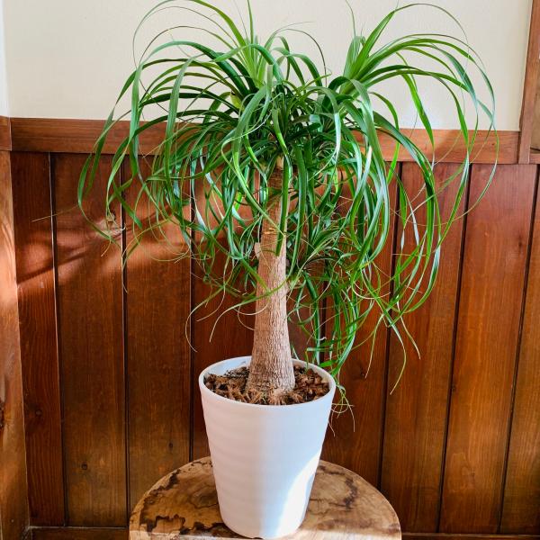 送料無料　トックリラン　ポニーテール　6号　セラアート鉢　白　観葉植物　引っ越し　新築祝い　ギフト　...