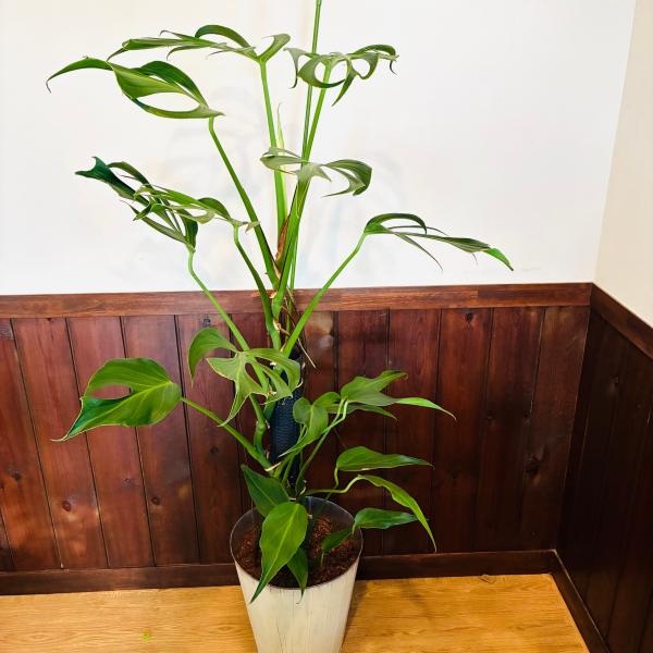 送料無料　モンステラ　バールマルクスフレーム　150cm　8号　ブリキ鉢　白　観葉植物　引っ越し　イ...