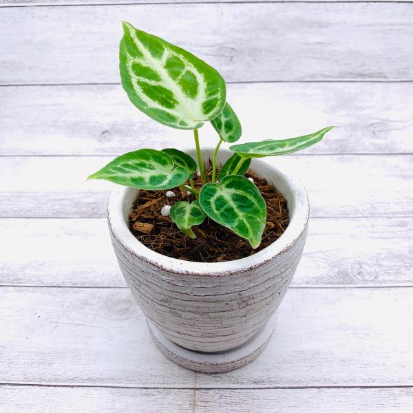 アンスリウム　ドラヤキ　3号　白陶器鉢　受け皿付き　インテリア　おしゃれ　観葉植物　引っ越し　植木鉢