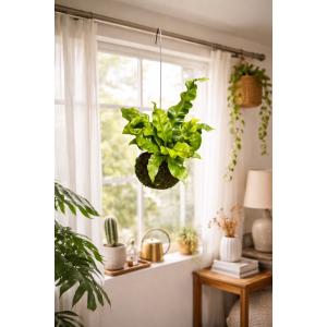 おしゃれ 観葉植物 苔玉 アスプレニウム・アカキ...の商品画像