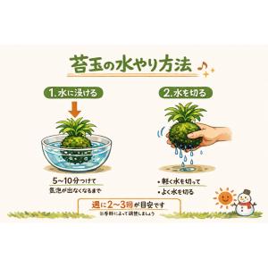 おしゃれ 観葉植物 苔玉 アスプレニウム・アカ...の詳細画像5
