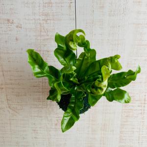 おしゃれ 観葉植物 苔玉 アスプレニウム・アカ...の詳細画像2
