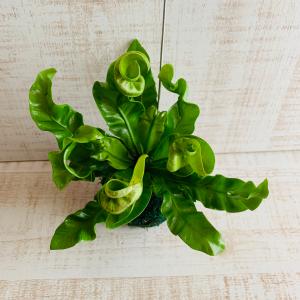 おしゃれ 観葉植物 苔玉 アスプレニウム・アカ...の詳細画像1