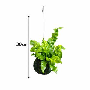 おしゃれ 観葉植物 苔玉 アスプレニウム・アカ...の詳細画像4