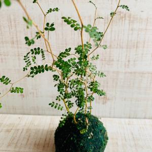 観葉植物 おしゃれ メルヘンの木 小さい盆栽 ...の詳細画像2