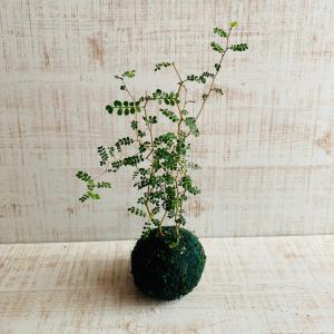 観葉植物 おしゃれ メルヘンの木 小さい盆栽 ...の詳細画像3