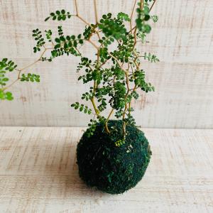 観葉植物 おしゃれ メルヘンの木 小さい盆栽 ...の詳細画像4