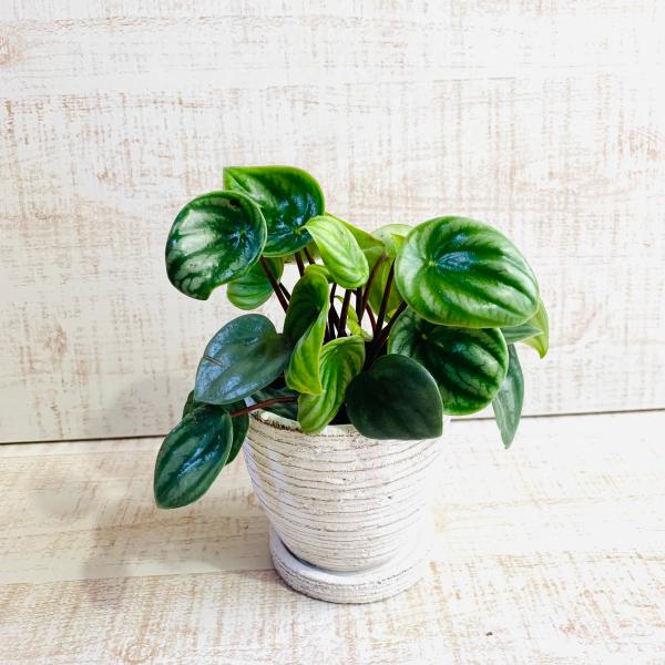 ペペロミア　アルギレイア　スイカペペ　3号　白陶器鉢　受け皿付き　インテリア　おしゃれ　観葉植物　引...