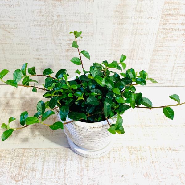 つる性ガジュマル　3号　白陶器鉢　受け皿付き　インテリア　おしゃれ　観葉植物　引っ越し　植木鉢