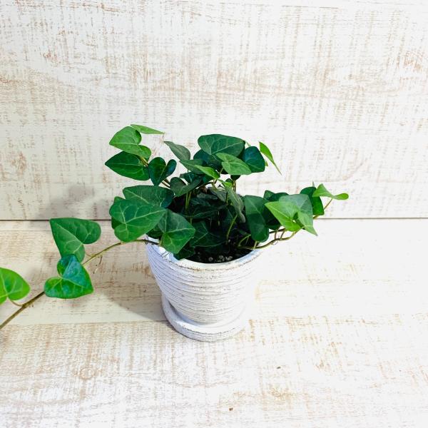 ハートアイビー　ヘデラ・サーク　3号　白陶器鉢　受け皿付き　インテリア　おしゃれ　観葉植物　引っ越し...