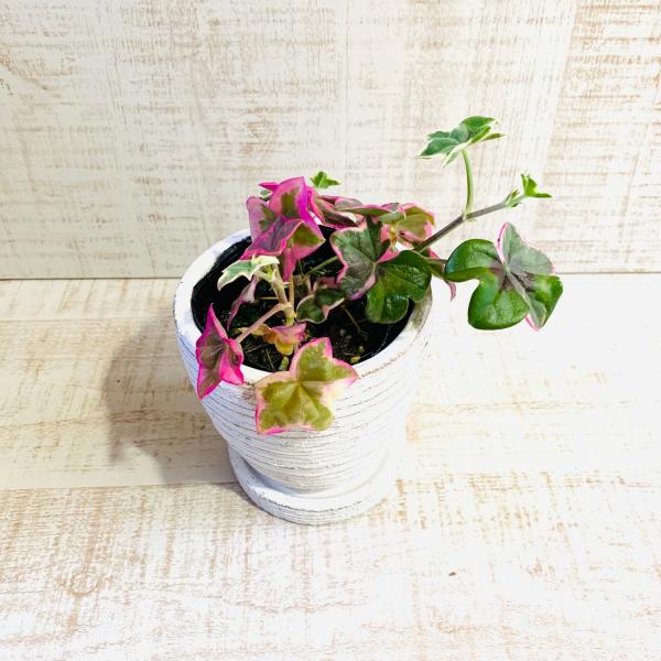 アイビー・ゼラニュームエレガンス　3号　白陶器鉢　受け皿付き　インテリア　おしゃれ　観葉植物　引っ越...