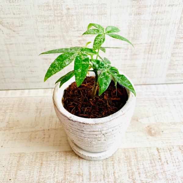 希少　パキラ　ミルキーウェイ　　3号　白陶器鉢　受け皿付き　インテリア　おしゃれ　観葉植物　引っ越し...