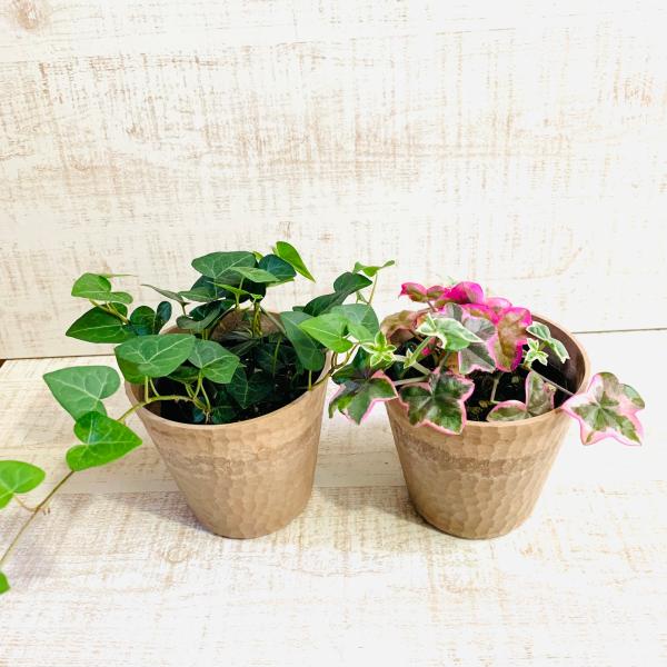 観葉植物　おしゃれ  アイビー・ゼラニュームエレガンス 　ハートアイビー　木の香りがする鉢　4号　引...