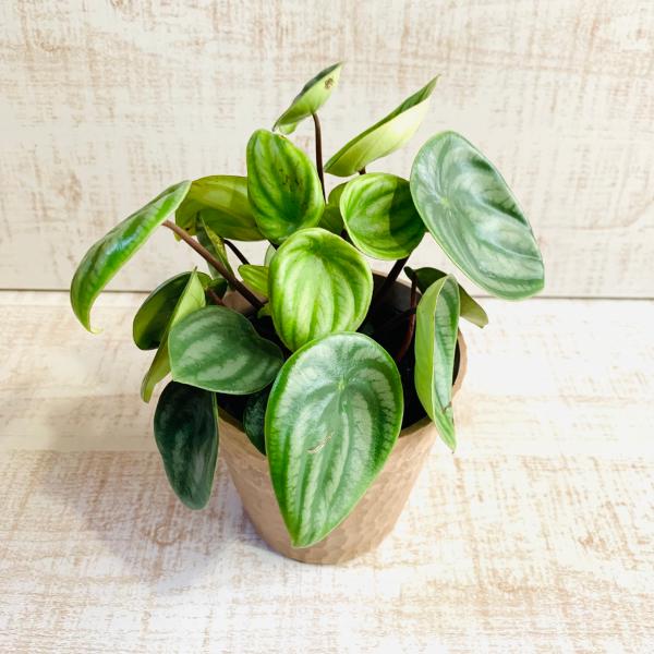 ペペロミア　アルギレイア　スイカペペ　木の香りがする鉢　4号　引っ越し　インテリア　幸運