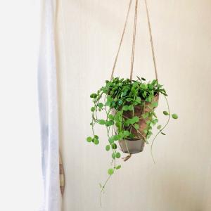 おしゃれ 観葉植物 吊り下げ ディスキディア ハ...の商品画像