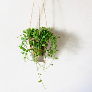 おしゃれ 観葉植物 吊り下げ ディスキディア ...の詳細画像1