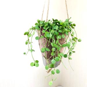 おしゃれ 観葉植物 吊り下げ ディスキディア ...の詳細画像2