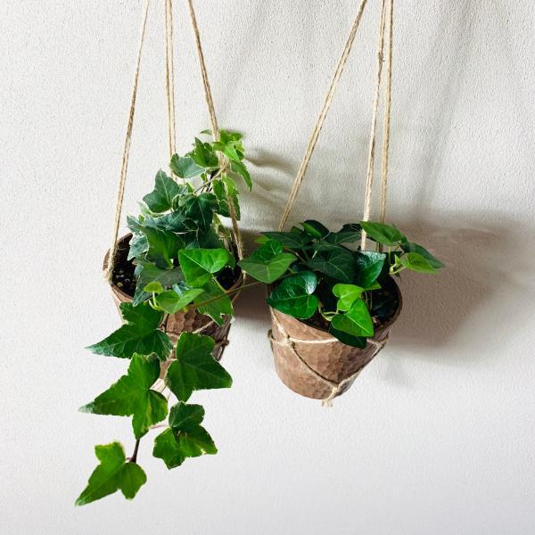 おしゃれ　観葉植物　吊り下げ　壁掛け　インテリア　ハートアイビー　アイビー　品種おまかせ　木の香りす...