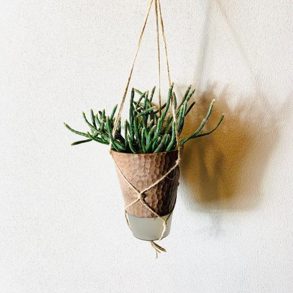 おしゃれ　観葉植物　吊り下げ　リプサリス 　ホリダ　 ハンキングアロマ鉢　4号　受け皿キャップ付き　...