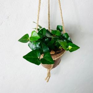おしゃれ 観葉植物 吊り下げ ハートアイビー ...の詳細画像2