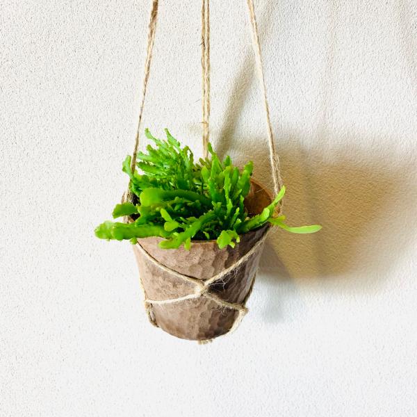 おしゃれ　観葉植物　吊り下げ　サボテン　リプサリス　シーウィード　ハンキングアロマ鉢 3号　壁掛け　