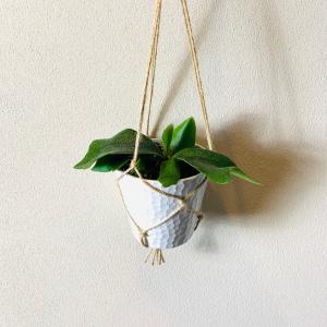 チャーム（charm） （観葉植物）ビカクシダ板付けセット コウモリラン