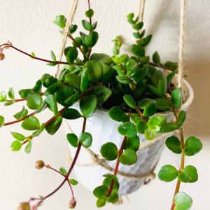 壁掛け オシャレ カランコエフィフィ 4号 ホ...の詳細画像3