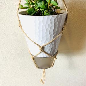 壁掛け オシャレ カランコエフィフィ 4号 ホ...の詳細画像4